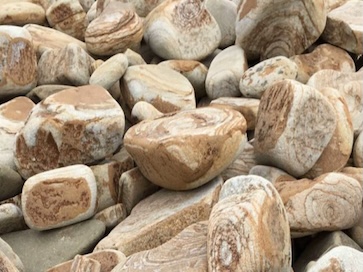 Кора дерева галтованная